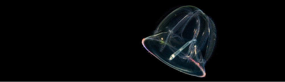 He spoke… and it was so