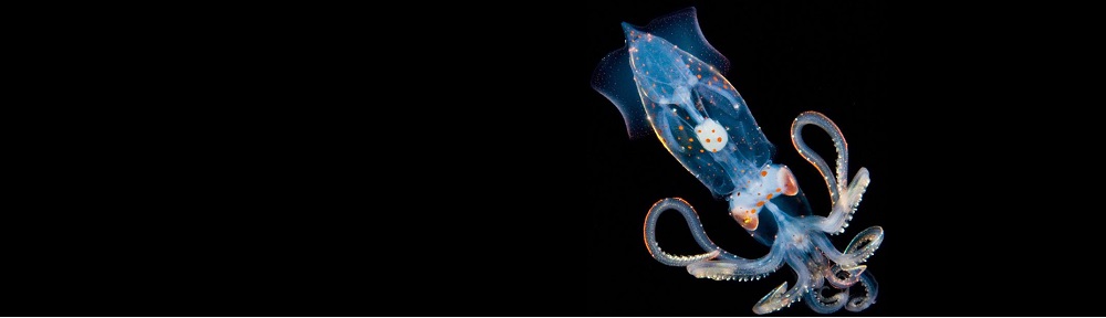 He spoke… and it was so