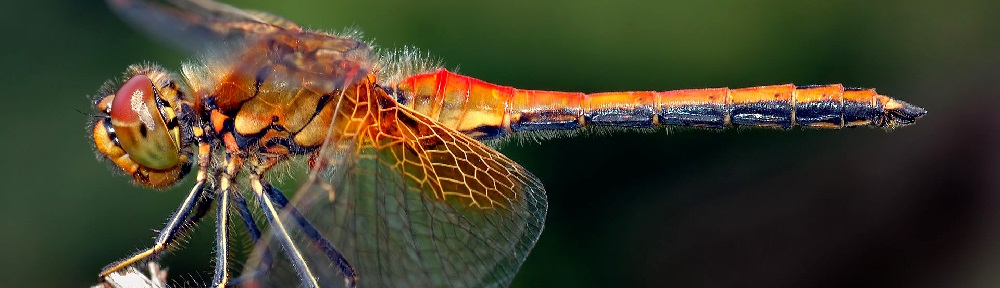 He spoke… and it was so