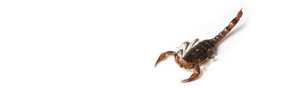 He spoke… and it was so