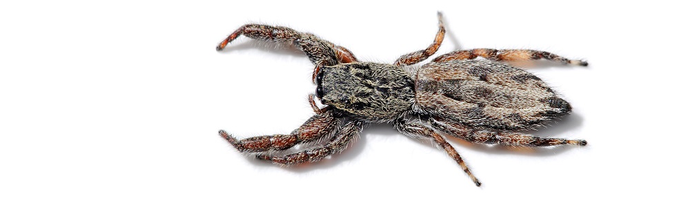 He spoke… and it was so