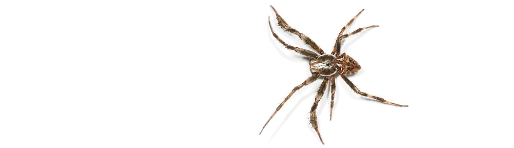 He spoke… and it was so